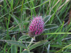 Trifolium rubens
