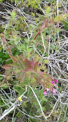 Epilobium ciliatum watsonii