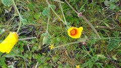 Eschscholzia californica maritima