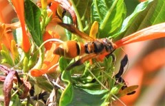 Smeringodynerus morelios