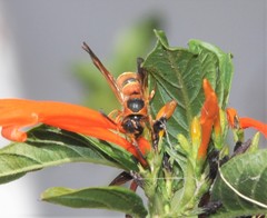 Smeringodynerus morelios