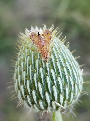 Paracantha culta photo 5