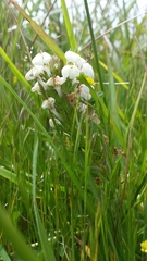 Triphysaria versicolor versicolor