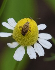 Polymerus