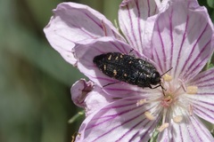 Acmaeodera knowltoni