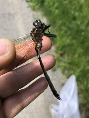 Somatochlora kennedyi