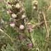 Wideleaf Indian Paintbrush - Photo (c) Linda Anderson, some rights reserved (CC BY-NC), uploaded by Linda Anderson