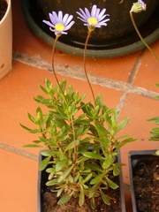 Felicia amelloides