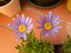 Felicia amelloides