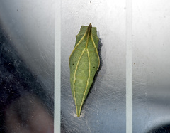 Graphium sarpedon luctatius