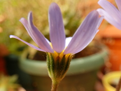 Felicia amelloides