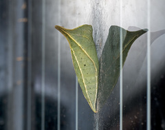 Graphium sarpedon luctatius