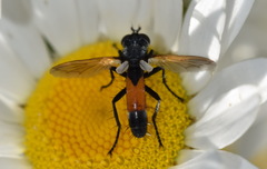 Cylindromyia brassicaria