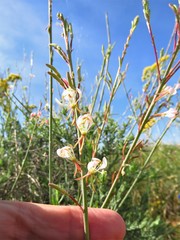 Oenothera cinerea cinerea