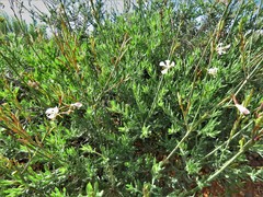 Oenothera cinerea cinerea
