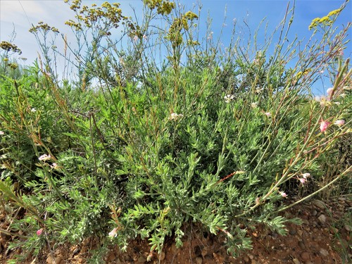 Image of Oenothera cinerea by (c) Annika Lindqvist, some rights reserved (CC BY)