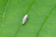 Conwentzia