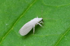 Conwentzia