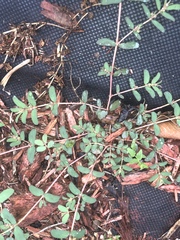 Euphorbia meganaesos