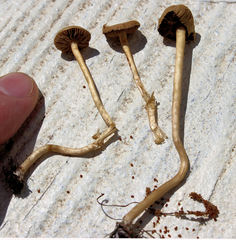 Agrocybe pediades