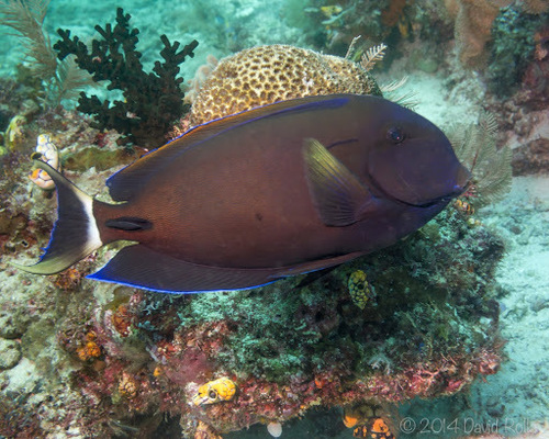 acanthurus fowleri