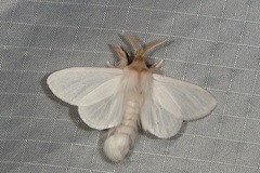 Trichiocercus sparshalli