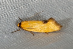 Microbela