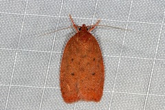 Prionocris protoxantha
