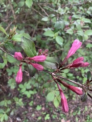 Weigela praecox