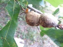 Striatoandricus aciculatus