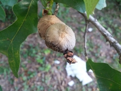 Striatoandricus aciculatus