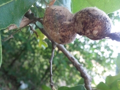 Striatoandricus aciculatus