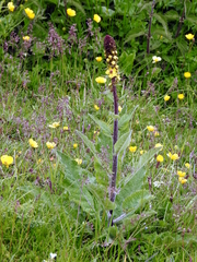 Verbascum alpinum