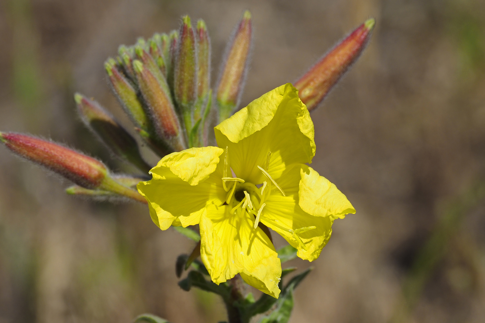 Oenothera elata
