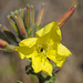 Oenothera elata - Photo (c) Donna Pomeroy,  זכויות יוצרים חלקיות (CC BY-NC), uploaded by Donna Pomeroy