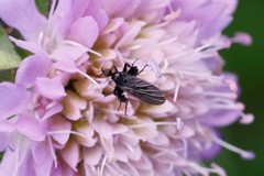 Empis pennipes