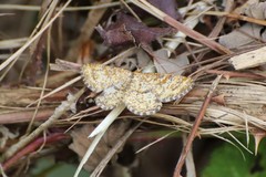 Heliomata glarearia