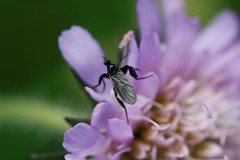 Empis pennipes