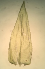 Eurhynchiastrum pulchellum