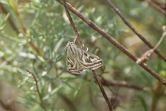 Loxostege aeruginalis