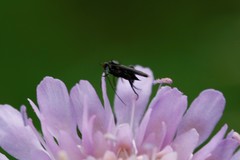 Empis pennipes