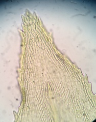 Eurhynchiastrum pulchellum