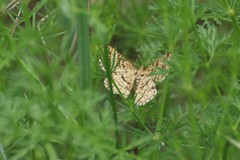 Heliomata glarearia