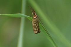 Chrysocrambus