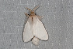 Trichiocercus sparshalli