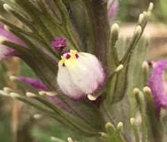 Castilleja exserta latifolia