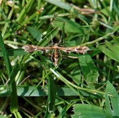 Geina periscelidactylus