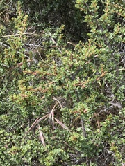Ceanothus rigidus