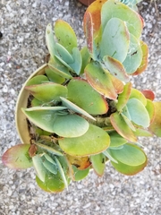 Kalanchoe luciae