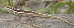 Socotra Rock Gecko photo 2